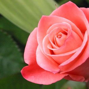 Meet your Posher, Cordia